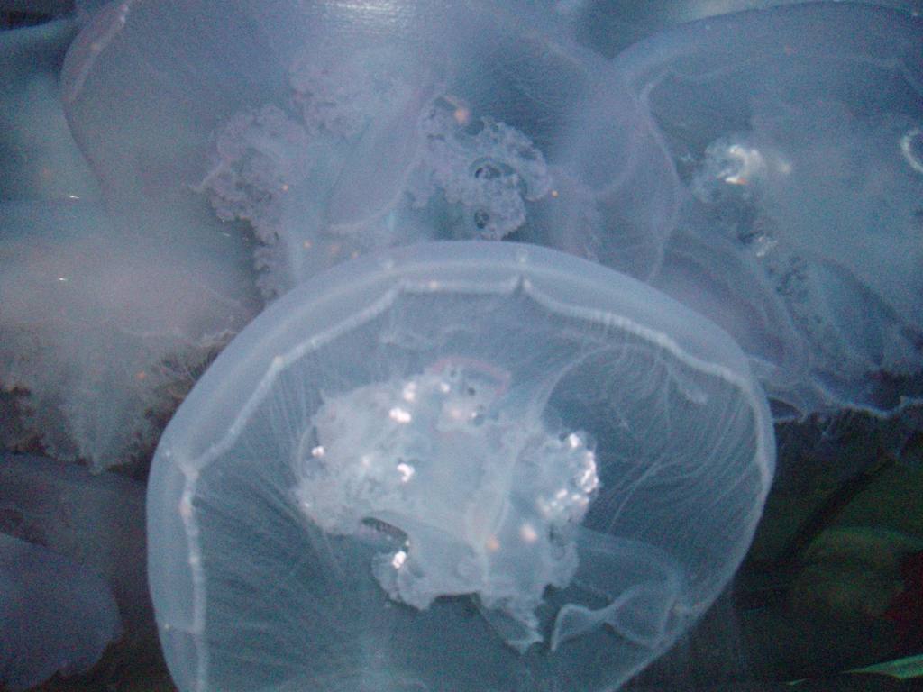 2009_May_RedWoods_ 234