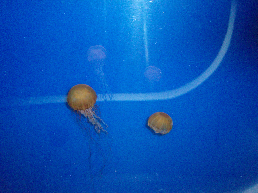 2009_May_RedWoods_ 235