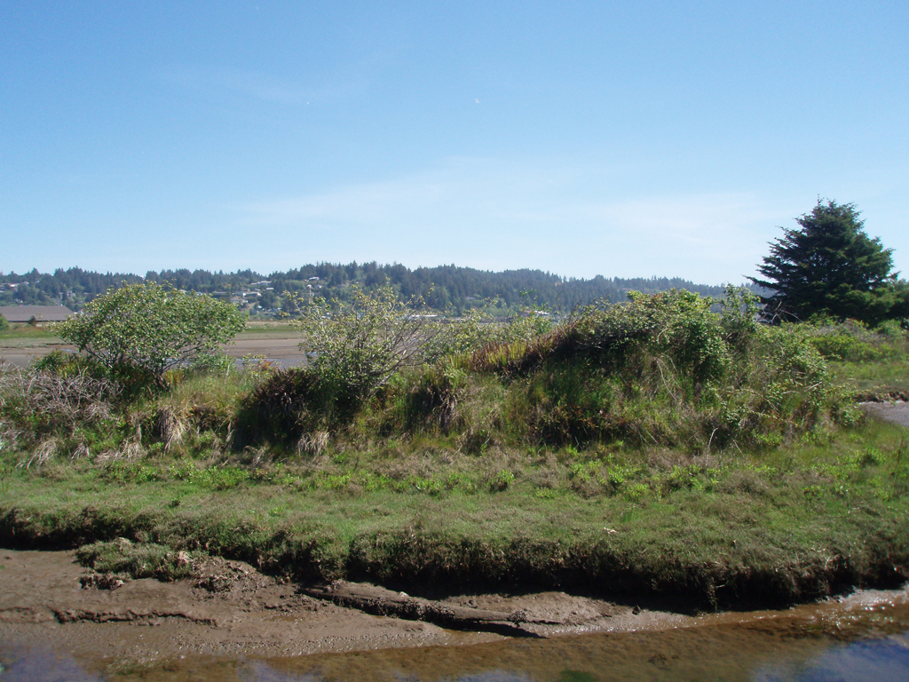 2009_May_RedWoods_ 247