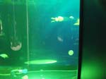 2009_May_RedWoods_ 215