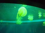 2009_May_RedWoods_ 216