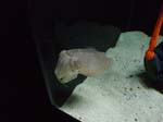 2009_May_RedWoods_ 219