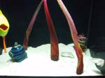 2009_May_RedWoods_ 220