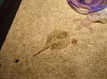 2009_May_RedWoods_ 225