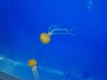 2009_May_RedWoods_ 231