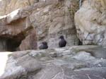 2009_May_RedWoods_ 236