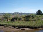 2009_May_RedWoods_ 247