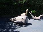 2009_May_RedWoods_ 250