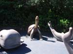 2009_May_RedWoods_ 251