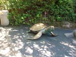 2009_May_RedWoods_ 252