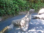 2009_May_RedWoods_ 253
