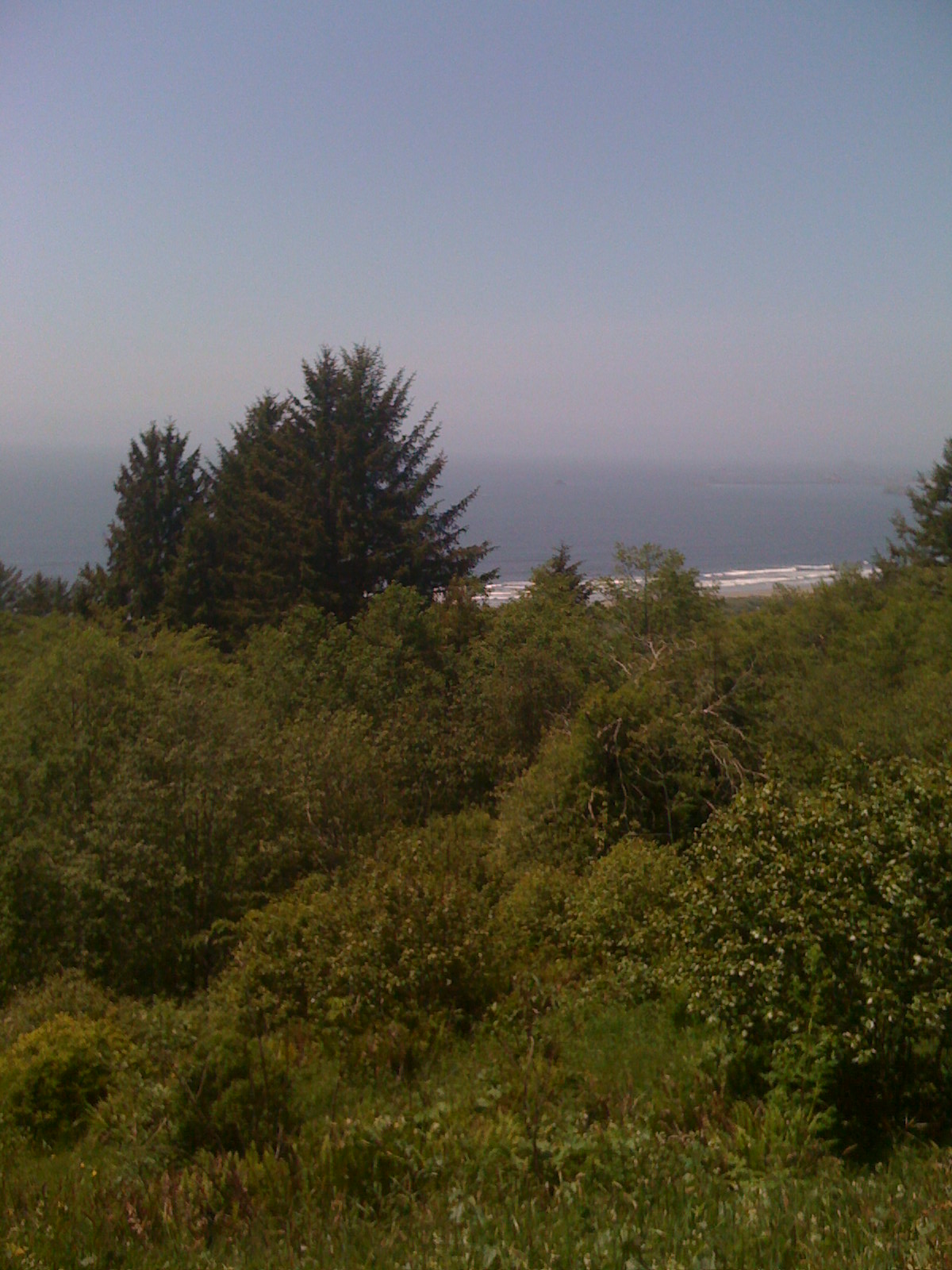 2009_redwoods_iPhone_01