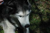 vet_042806_102