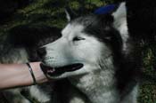 vet_042806_105