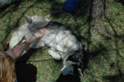 vet_042806_114
