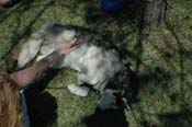 vet_042806_115