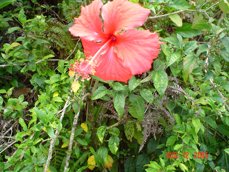 mom_dad_tahiti_2005_176