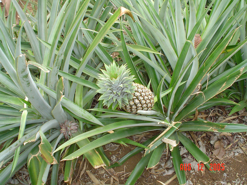 mom_dad_tahiti_2005_178