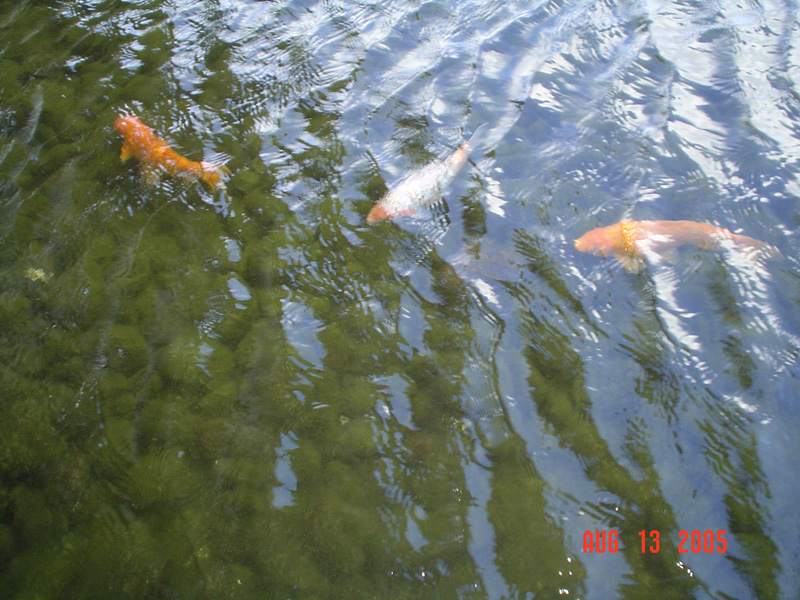 mom_dad_tahiti_2005_217