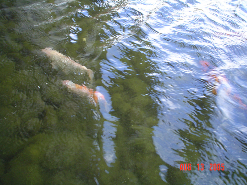 mom_dad_tahiti_2005_219