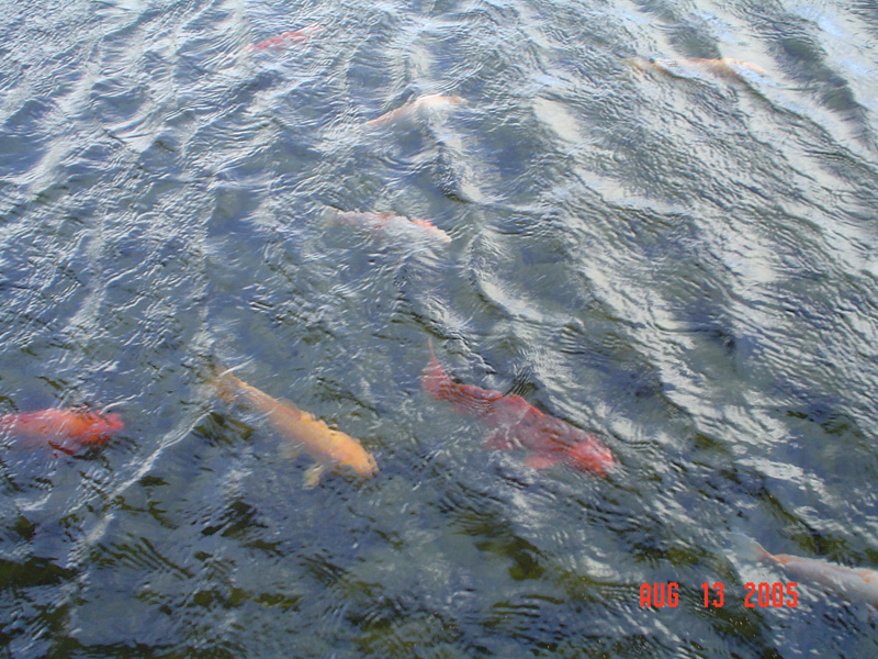 mom_dad_tahiti_2005_220