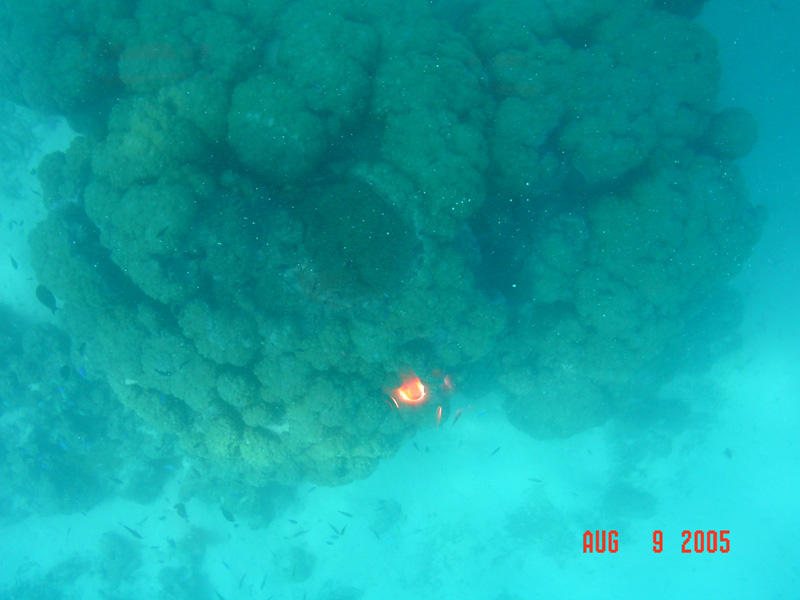 mom_dad_tahiti_2005_88