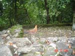 mom_dad_tahiti_2005_169