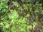 mom_dad_tahiti_2005_174