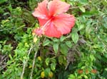mom_dad_tahiti_2005_176