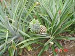 mom_dad_tahiti_2005_178