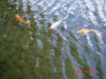 mom_dad_tahiti_2005_217