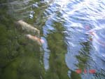 mom_dad_tahiti_2005_219