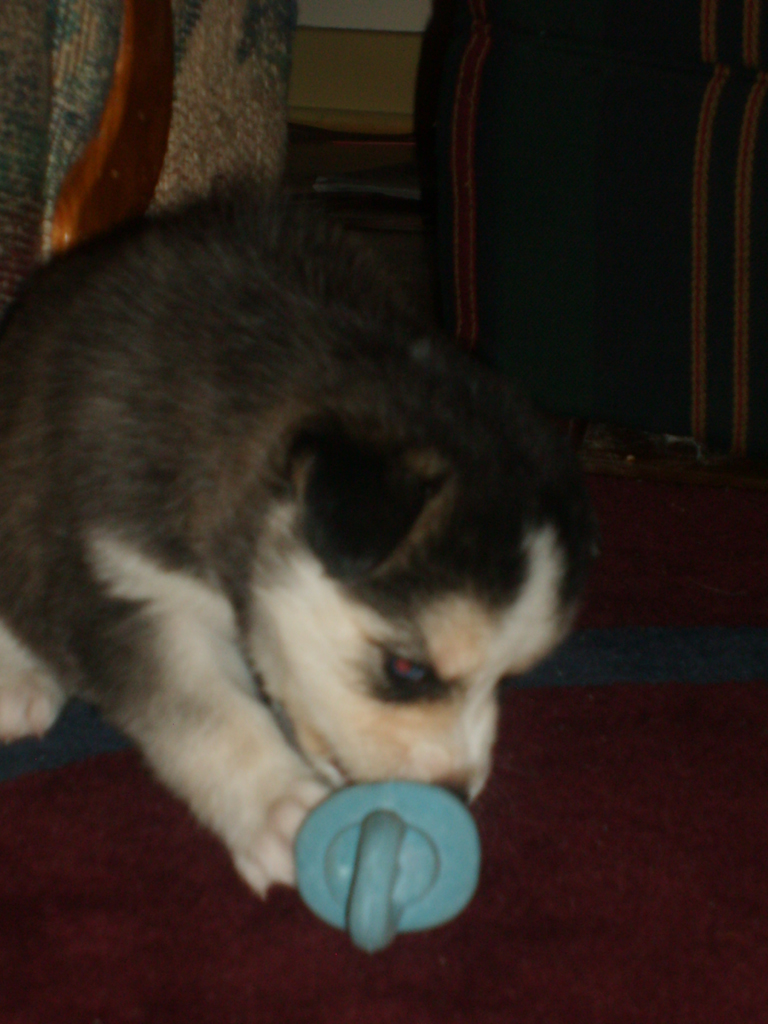 2007_cormicans_043