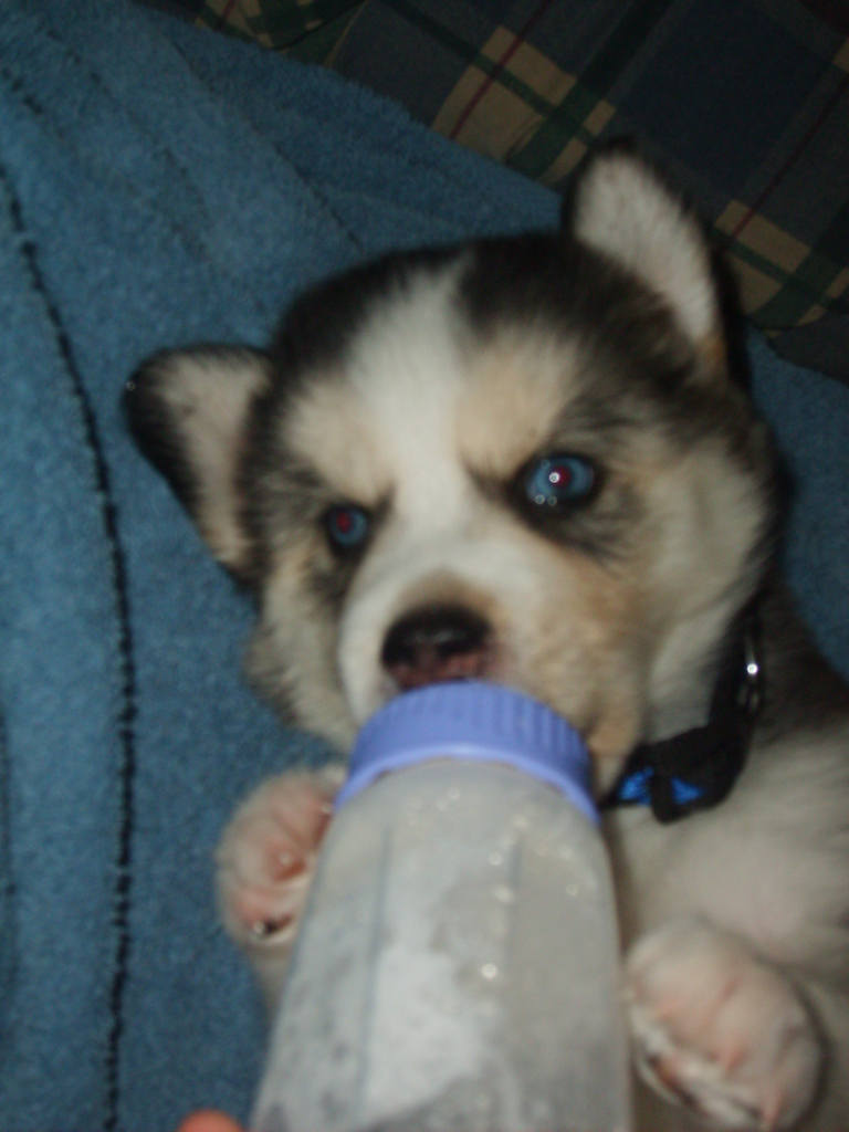 2007_cormicans_046