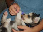 2007_cormicans_045