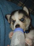 2007_cormicans_046